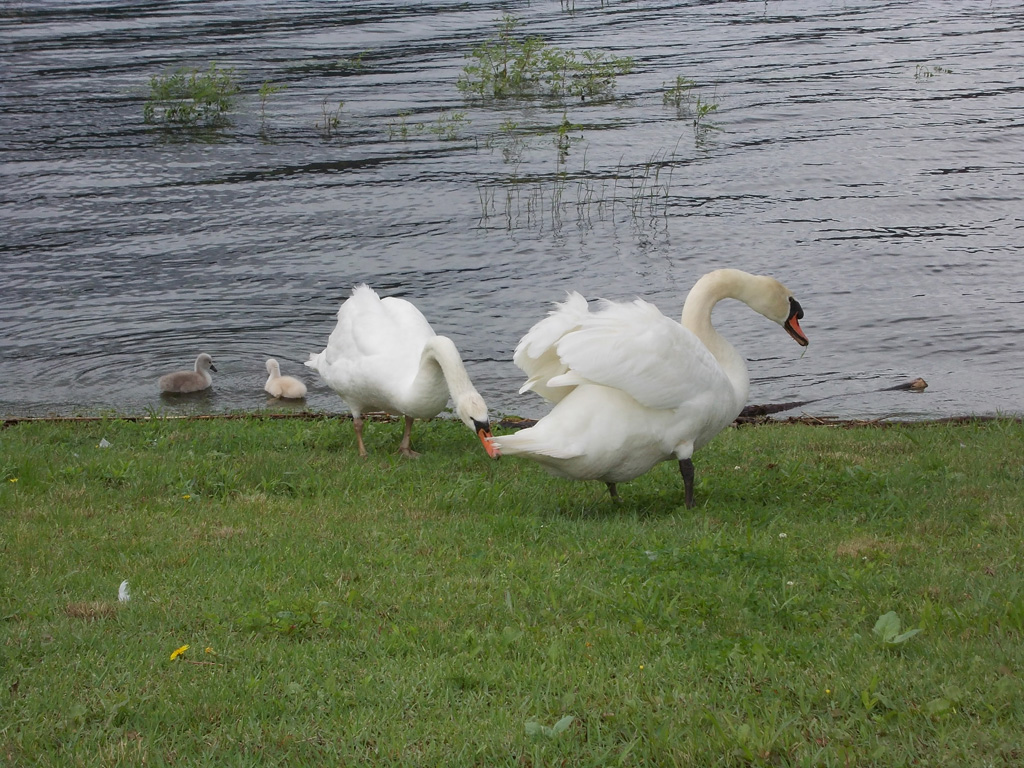 kawaguchikoswan