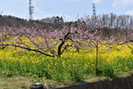 笛吹市桜