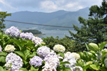 天上山紫陽花