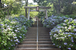 天上山護国神社紫陽花