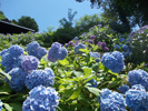 天上山紫陽花青色