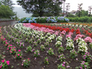 八木崎公園花壇紫陽花