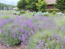 八木崎公園ラベンダー花壇