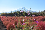 富士山コスモスコキア