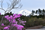 富士山ミツバツツジ