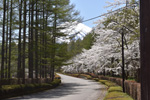 富士山桜創造の森