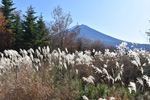 富士山ススキ