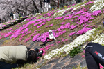 湖畔桜芝桜人形