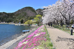 湖畔桜芝桜道路