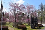 桜創造の森