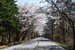 桜トンネル道路